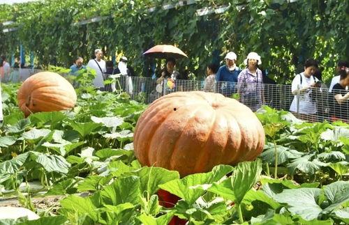 热门大瓜有哪些